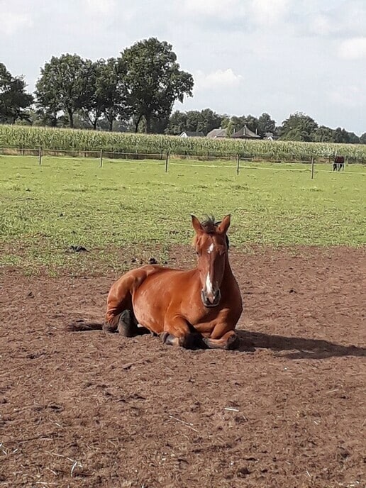 Eerste kijk- en doedag Olde manegepeerd op nieuwe locatie - Foto: Ingezonden foto