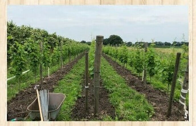 Binnenkort wijn van eigen bodem? De wijngaard ’t Oale Huus - Foto: Eigen geleverde foto