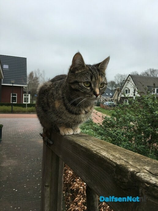 Kat Ovi kwijt sinds zaterdagochtend - Foto: Ingezonden foto