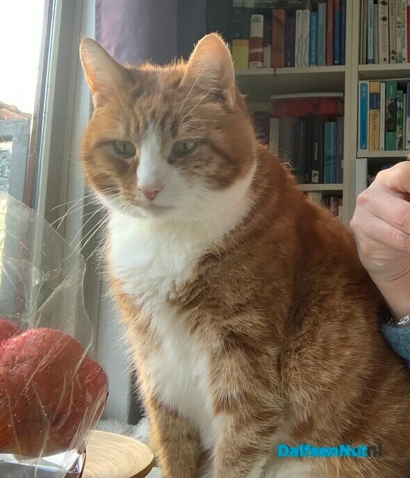 Kat vermist - Foto: Ingezonden foto