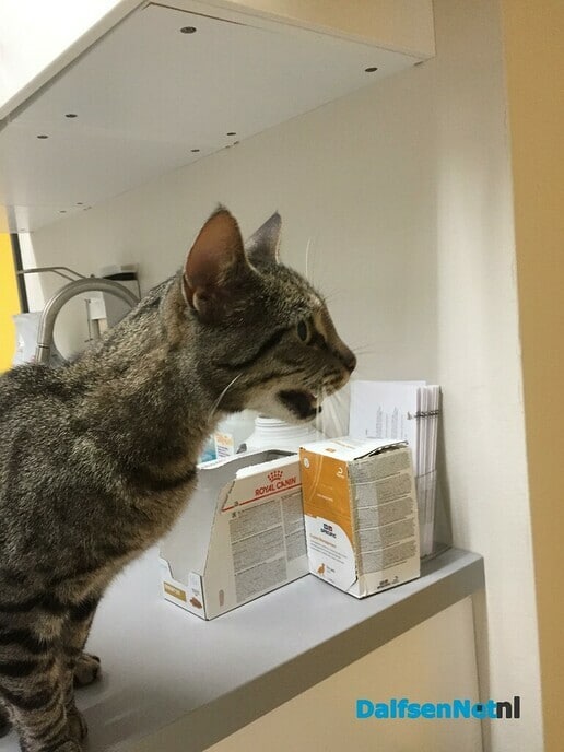Gevonden kat: Kletsende kater - Foto: Ingezonden foto