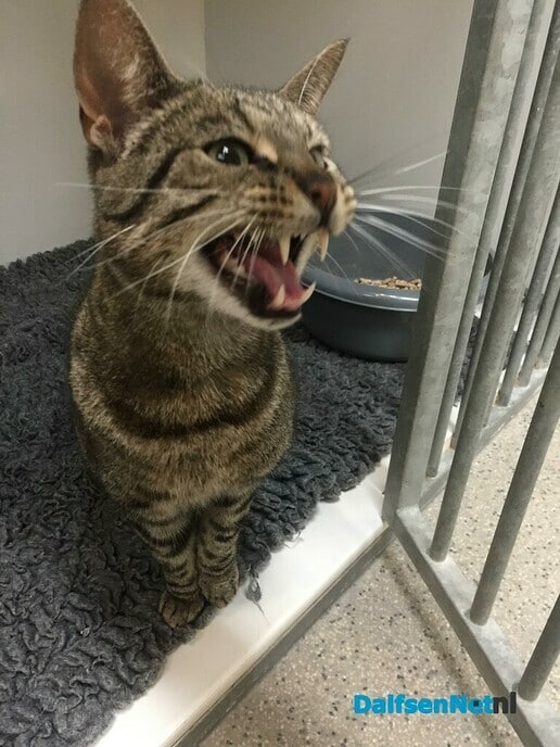 Gevonden kat: Kletsende kater - Foto: Ingezonden foto