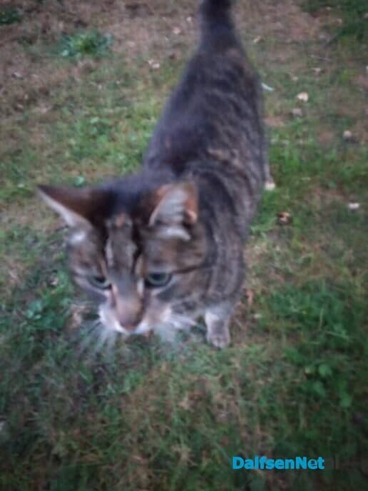 Kat vermist? - Foto: Ingezonden foto