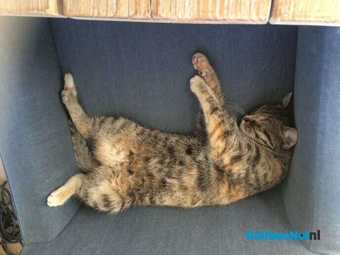 Kat Ovi kwijt sinds zaterdagochtend - Foto: Ingezonden foto