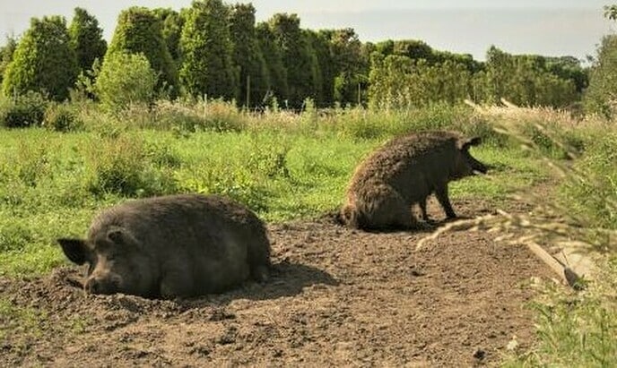Rondleiding tijdens weekend van het varken - Foto: Eigen geleverde foto