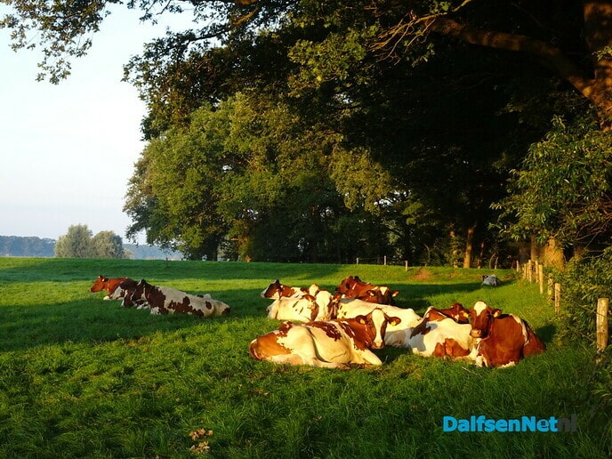 Mooie ochtend op Bellingeweer - Foto: Ingezonden foto