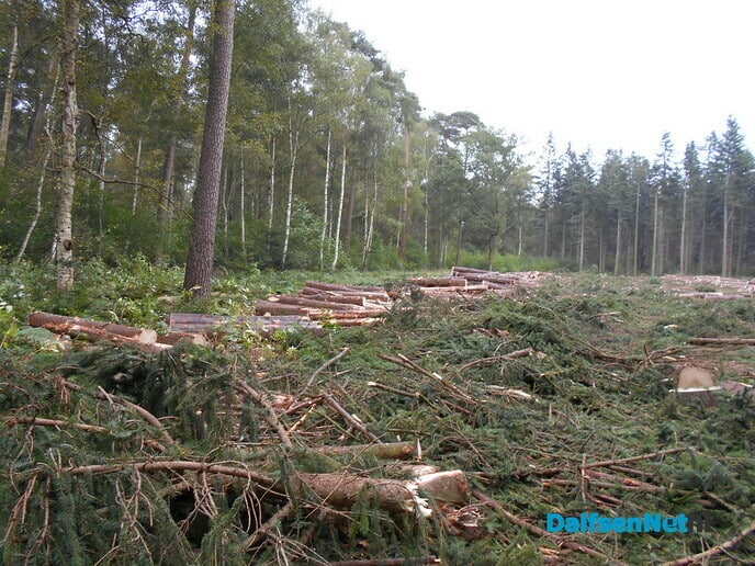 Werk aan klimaatbestendig bos is begonnen