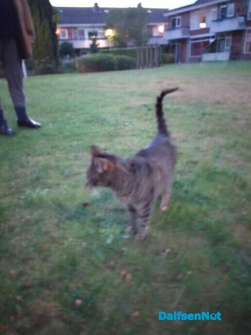 Kat vermist? - Foto: Ingezonden foto