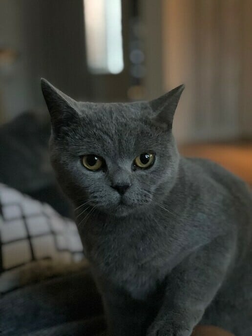 Weer een kat weg, maar is inmiddels weer terug - Foto: Ingezonden foto