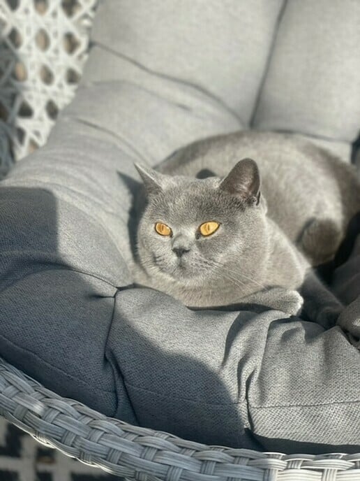Weer een kat weg, maar is inmiddels weer terug - Foto: Ingezonden foto