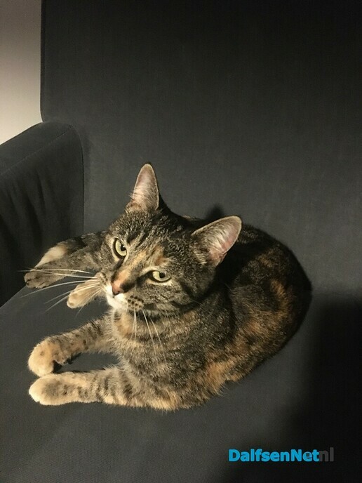 Kat Ovi weer terecht - Foto: Ingezonden foto