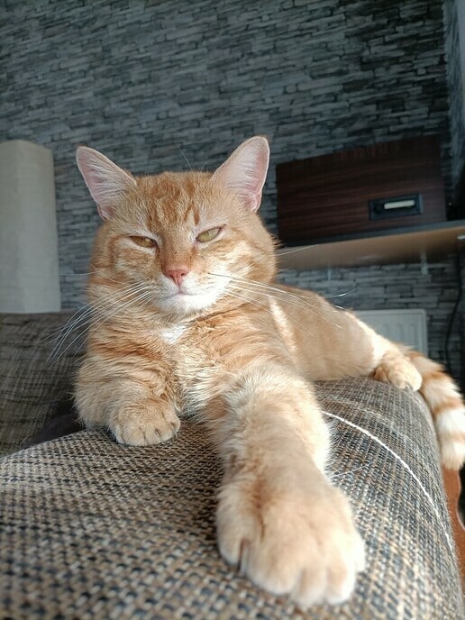 Rode kater Bobbie als vermist - Foto: Ingezonden foto
