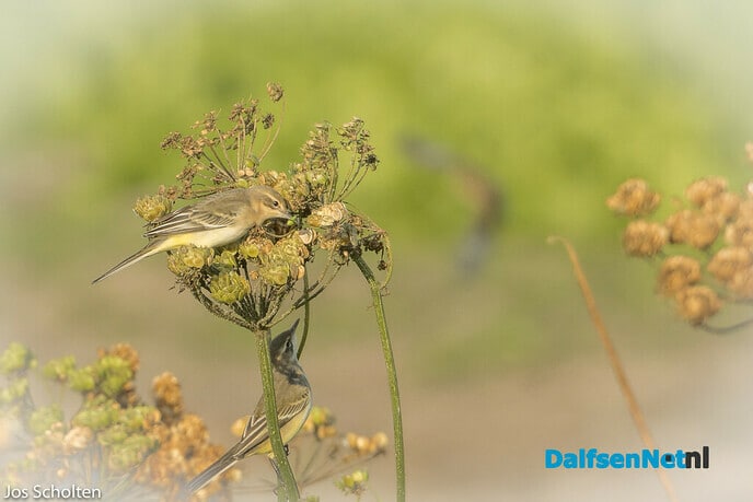 Geel Paerdewachterke - Foto: Ingezonden foto