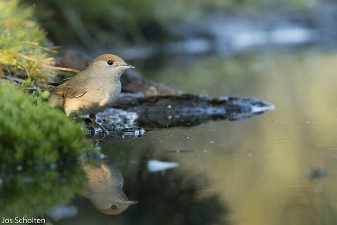 Smidje - Foto: Ingezonden foto