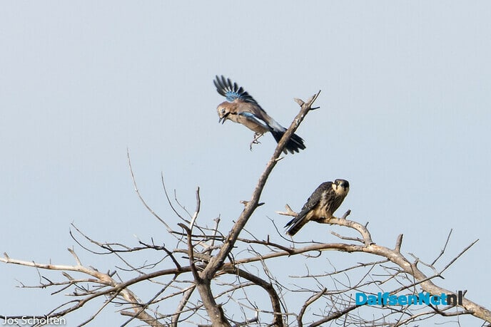 Blauwwickel - Foto: Ingezonden foto