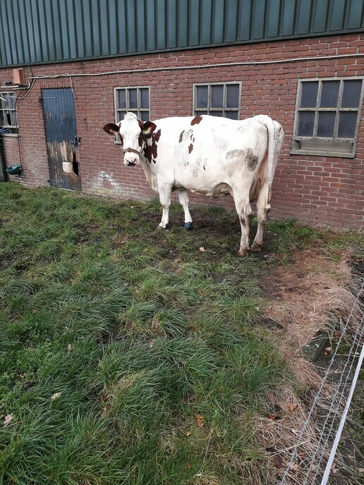 Zwemmen leek mie niet wat - Foto: Ton S