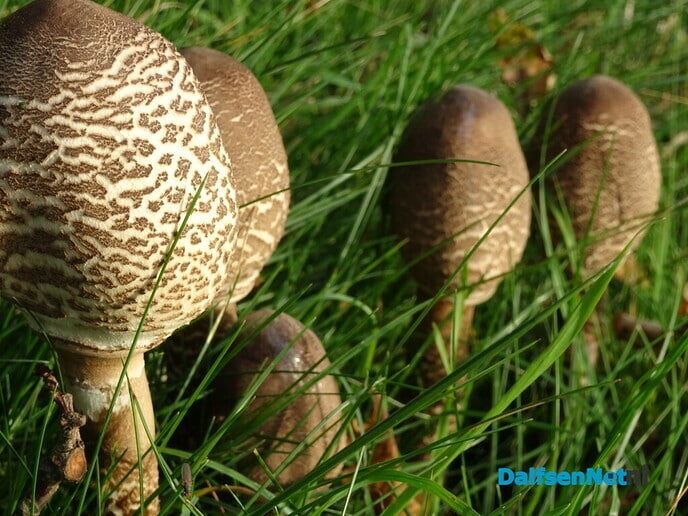 Ochtendwandeling - Foto: Ingezonden foto