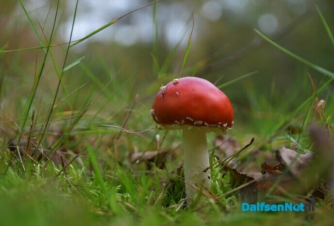 De herfst in vol ornaat - Foto: Johan Bokma