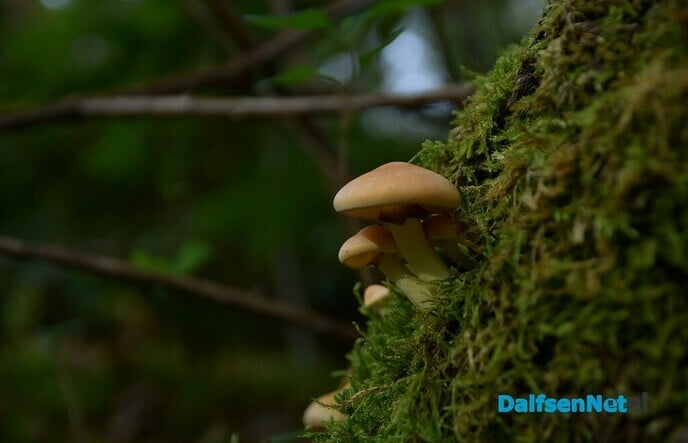 De herfst in vol ornaat - Foto: Johan Bokma