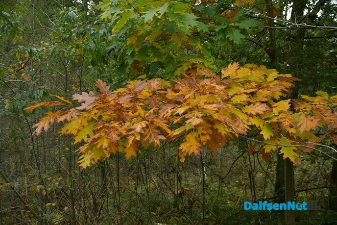De herfst in vol ornaat - Foto: Johan Bokma