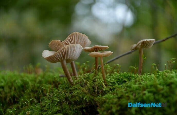 De herfst in vol ornaat - Foto: Johan Bokma
