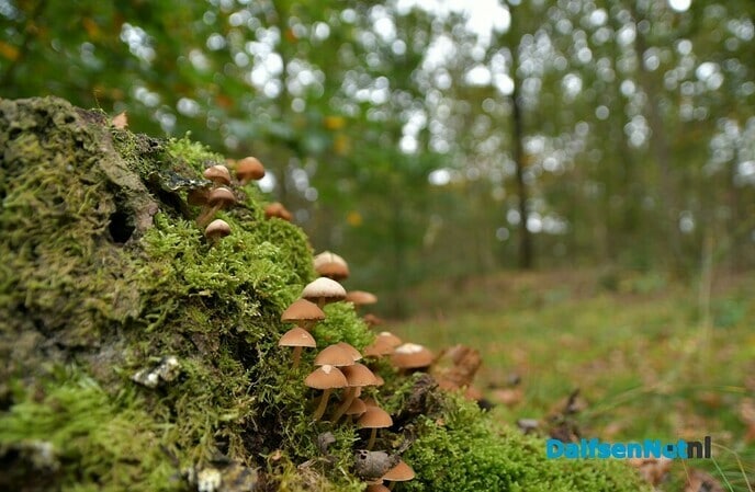 De herfst in vol ornaat - Foto: Johan Bokma