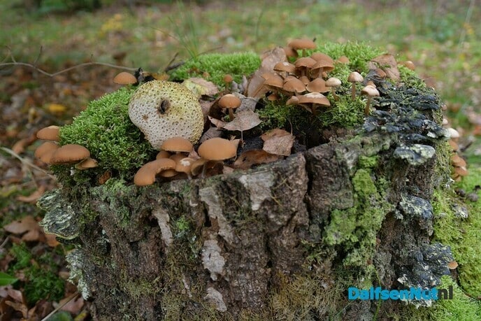 De herfst in vol ornaat - Foto: Johan Bokma