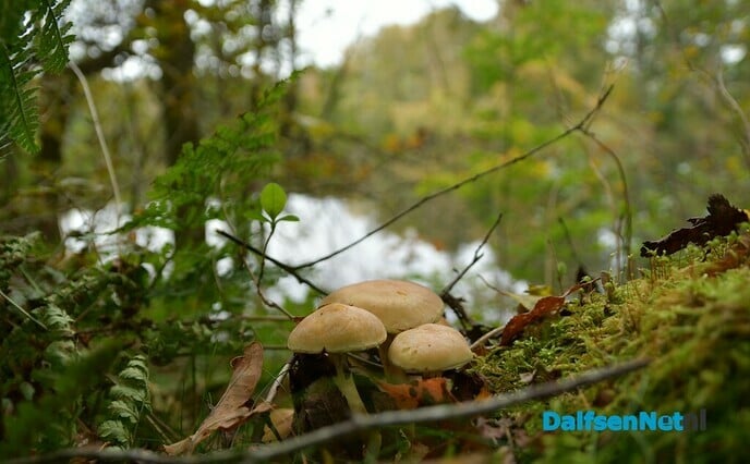 De herfst in vol ornaat - Foto: Johan Bokma