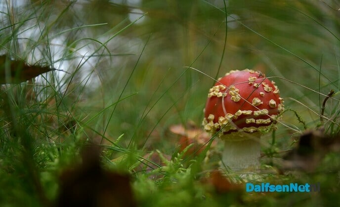 De herfst in vol ornaat - Foto: Johan Bokma