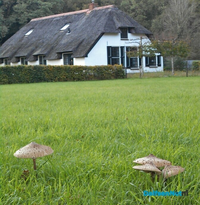 Prachtige paddenstoelen