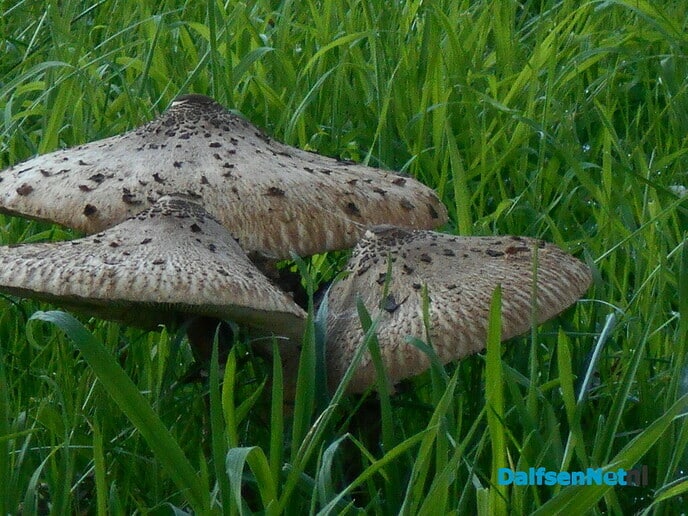 Prachtige paddenstoelen