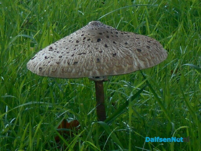 Prachtige paddenstoelen