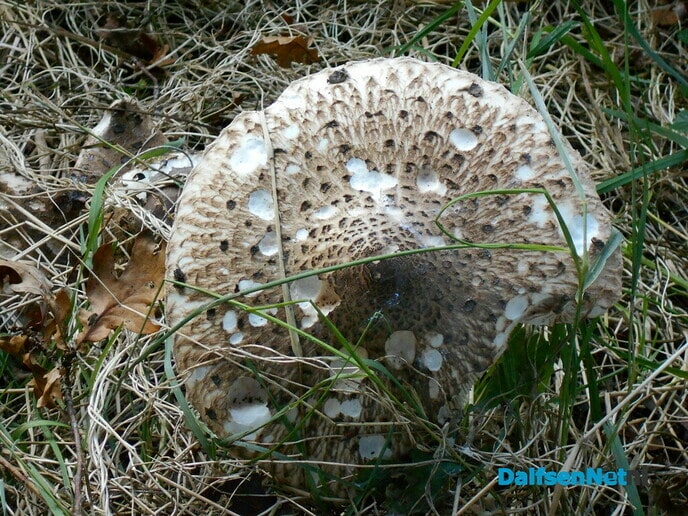 Prachtige paddenstoelen