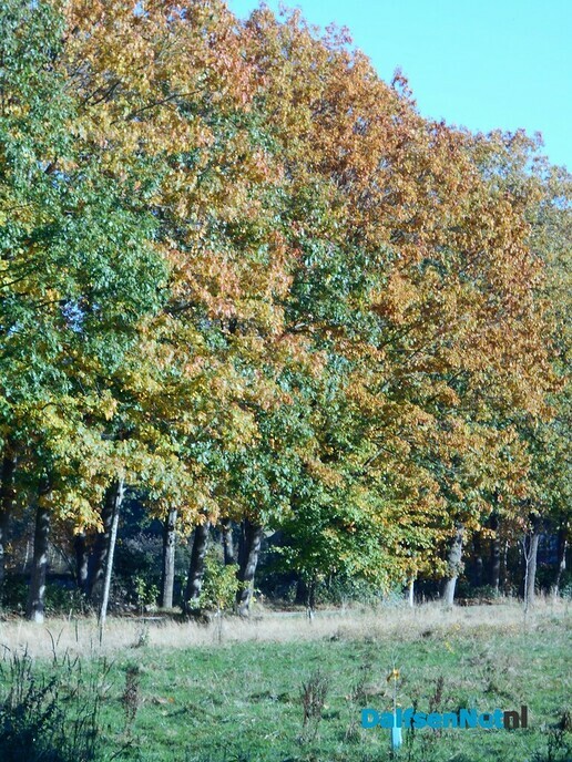 Geniet van de mooie herfstkleuren