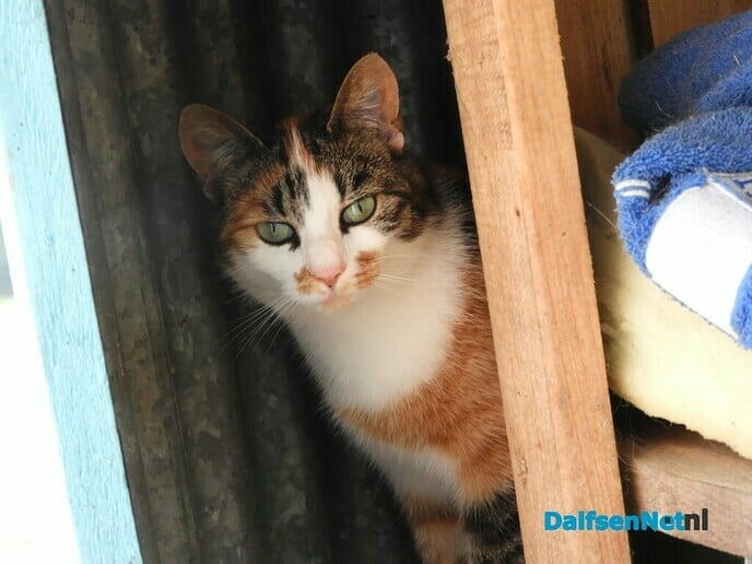 Poes Ollie vermist - Foto: Ingezonden foto