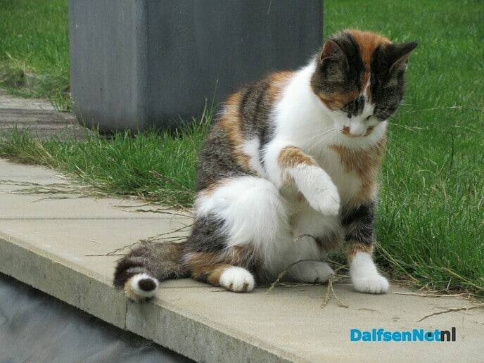 Poes Ollie vermist - Foto: Ingezonden foto