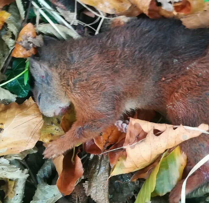 Dode eekhoorn en egel - Foto: Ingezonden foto