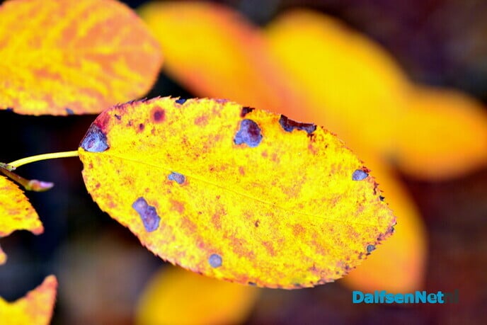 Herfstfoto’s - Foto: Ben Jonkman