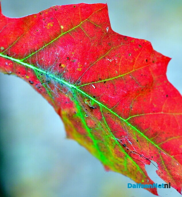 Herfstfoto’s - Foto: Ben Jonkman