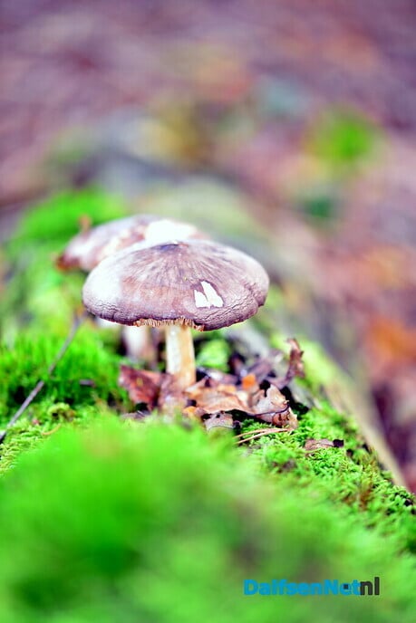 Herfstfoto’s - Foto: Ben Jonkman