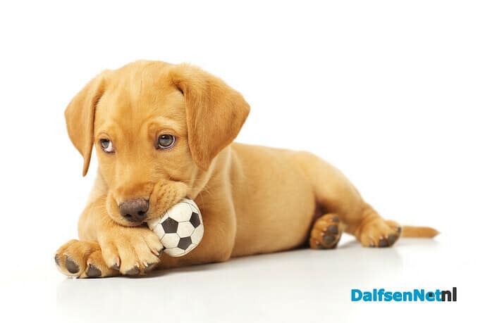 Nieuwe regels chippen hond per 1-11-2021 - Foto: Ingezonden foto