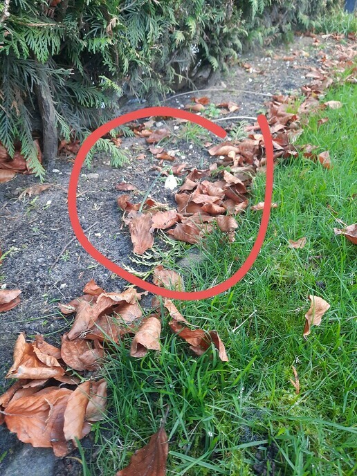  Snejklökkie - Foto: Gruune Jopie