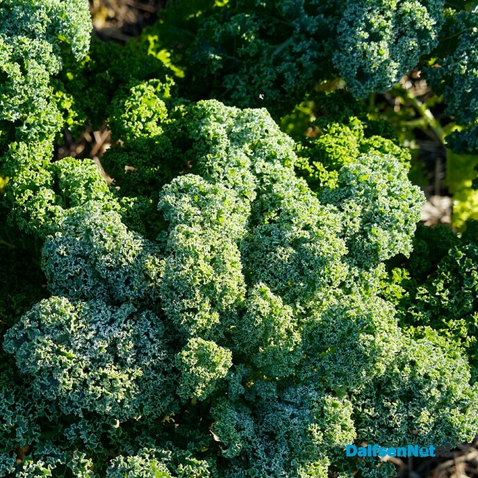 Seizoensgebonden product – boerenkool - Foto: Paul Scholten