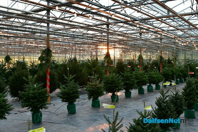 Kwekerij Onderdijk in kerstsfeer - Foto: Johan Bokma