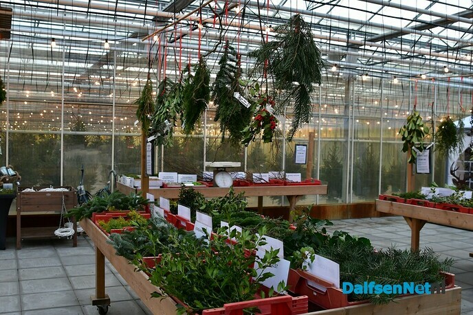Kwekerij Onderdijk in kerstsfeer - Foto: Johan Bokma