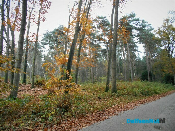 Herfst in het Sterrebos