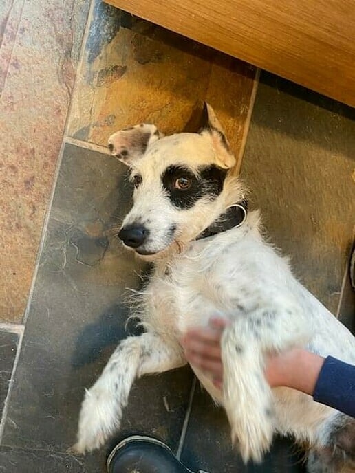 Niet vermiste hond gevonden - Foto: Gemeente Dalfsen