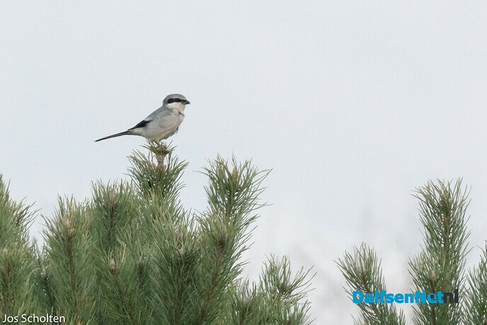 Slachter - Foto: Ingezonden foto