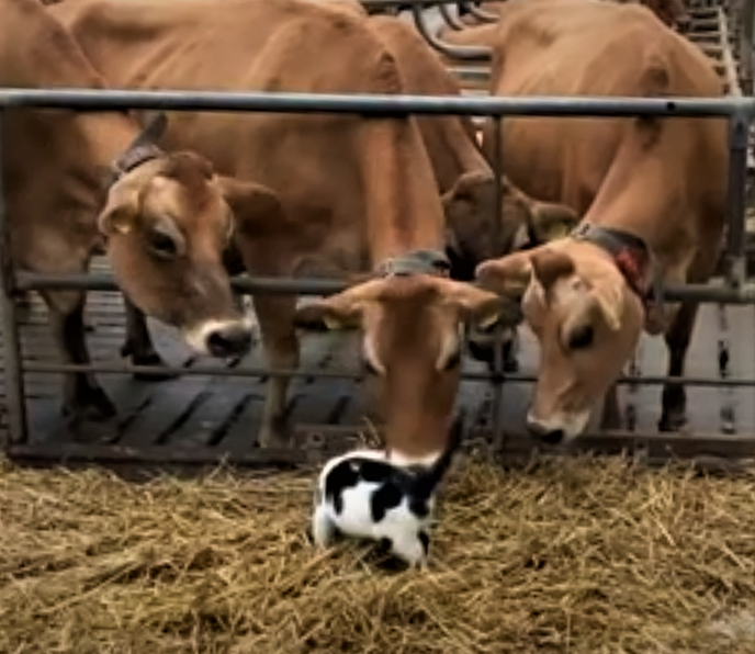 Liefde op het platteland - Foto: Ingezonden foto