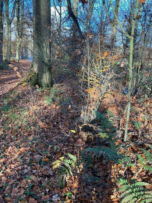 Dump vuilnis in Sterrenbos - Foto: Ingezonden foto